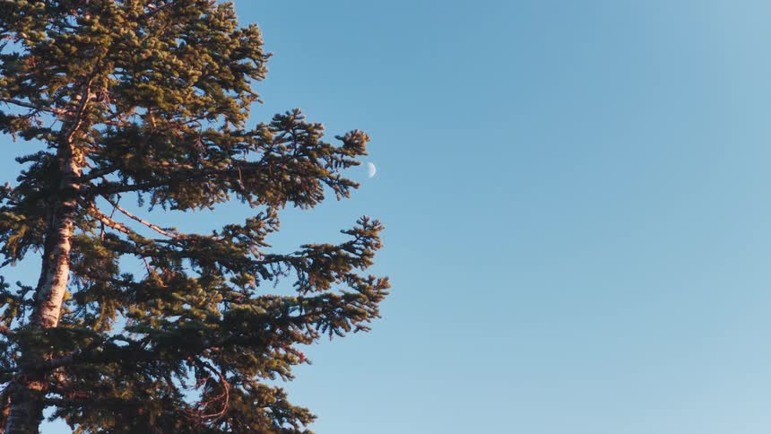 A crescent moon emerges from behind a tall evergreen tree as the camera slowly pans up against a clear blue sky