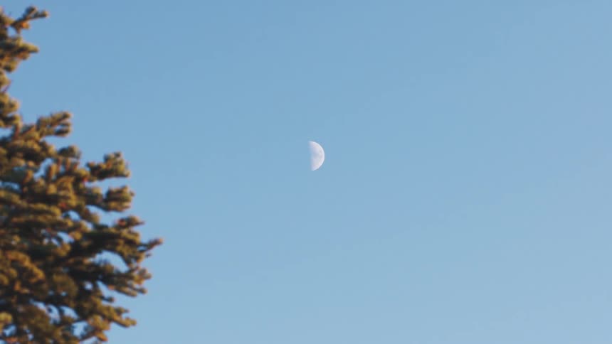 A half moon is slowly revealed from behind a pine tree against a clear blue daytime sky
