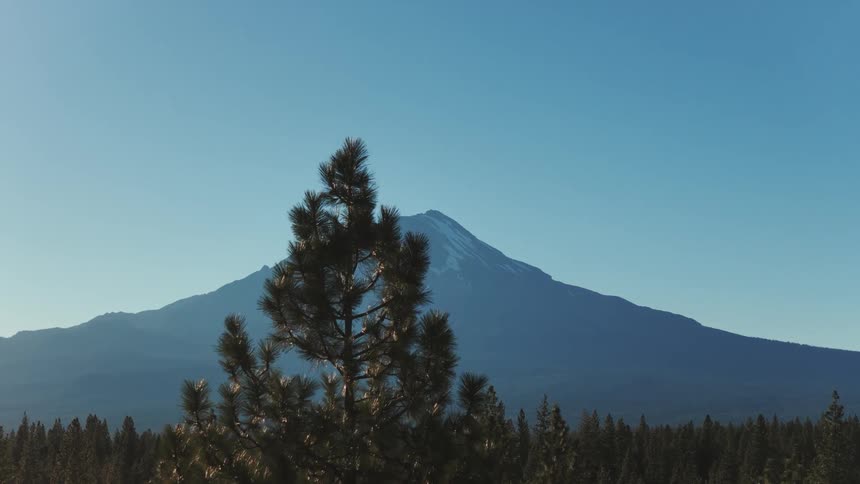 A majestic aerial view slowly rises past a pine tree to reveal a snow-capped mountain overlooking a vast forest under a clear blue sky