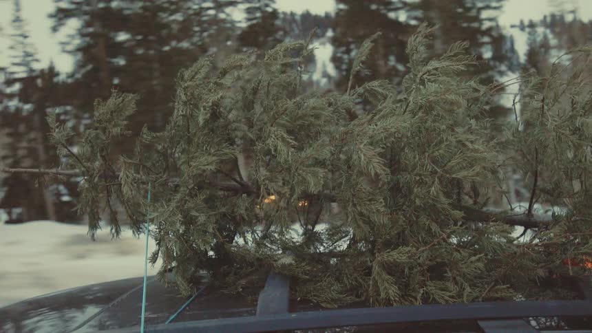 A freshly cut Christmas tree is strapped to the roof of a car as it drives through a snowy mountain village