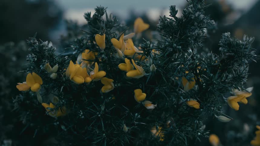 Vibrant yellow gorse flowers stand out against dark, spiky branches in a moody close-up shot