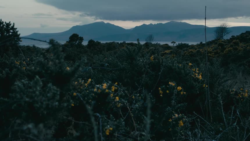 Yellow gorse bushes frame a moody twilight view of a distant mountain range across the water