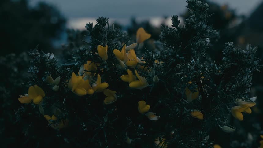 Moody close-up shot of yellow wildflowers on a thorny Gorse bush at dusk