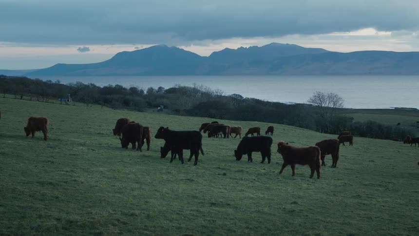 A herd of cattle graze peacefully in a rolling green pasture overlooking a calm sea and distant mountains under an overcast sky