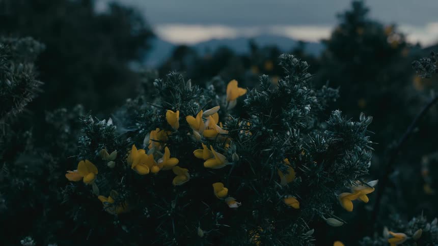 A moody close-up of yellow wildflowers on a dark thorny bush with a soft focus mountain range in the background at dusk