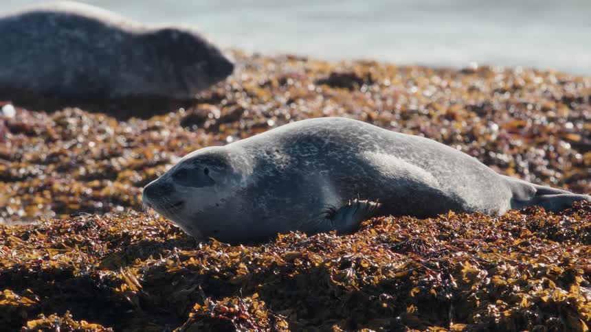 A cute harbor seal with large dark eyes rests peacefully on a bed of seaweed along the rocky coast