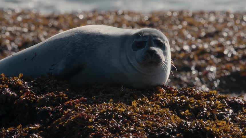 A young harbor seal wakes from a nap on a bed of seaweed along the sunny coastline