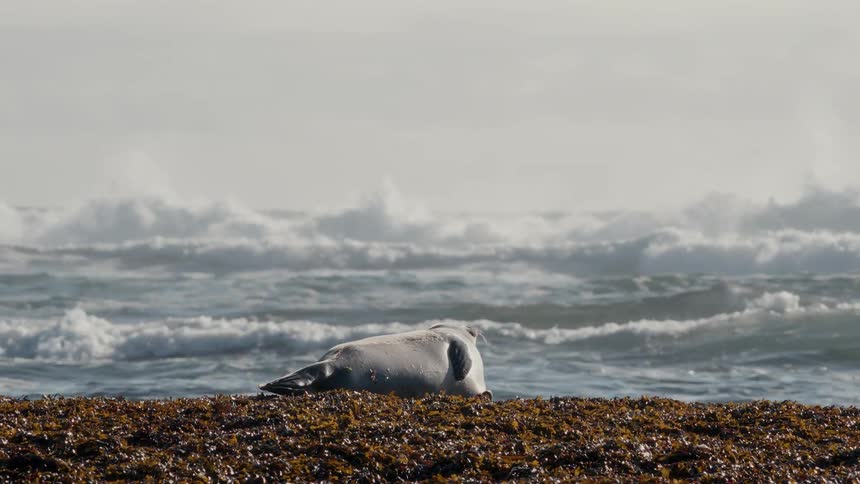 A lone harbor seal rests peacefully on a bed of seaweed as powerful ocean waves crash in the background