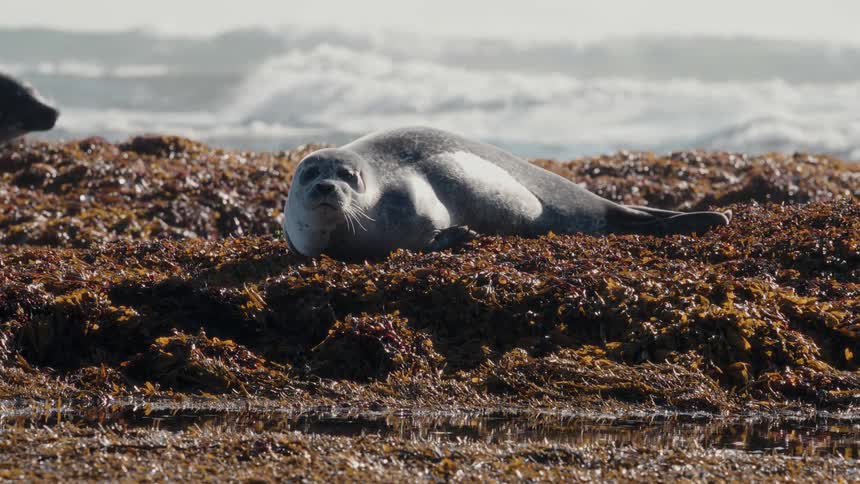 A wild harbor seal rests peacefully on a bed of seaweed along the coast as ocean waves crash in the background