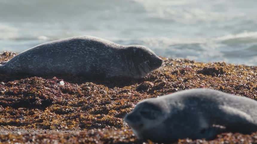 Two harbor seals rest peacefully on a bed of seaweed along the rocky coast, with gentle ocean waves in the background