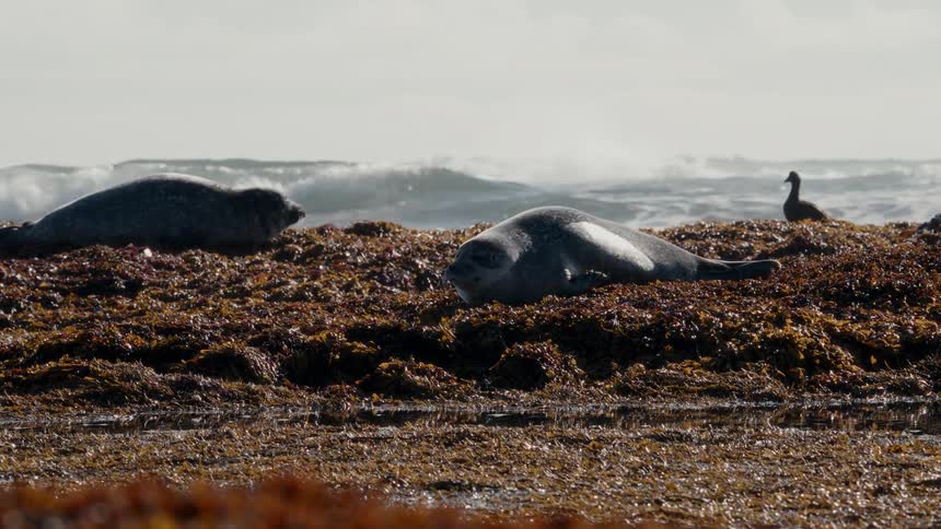 Two wild seals rest on a bed of seaweed on a rocky coast as large ocean waves crash behind them