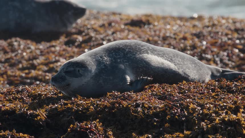 A sleepy grey harbor seal rests on a bed of seaweed by the ocean, basking in the sun before slowly opening its eyes