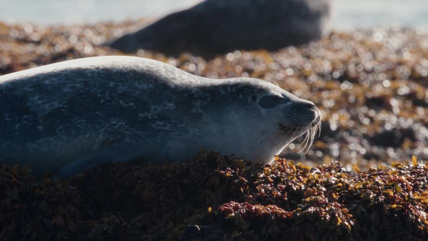 A cute harbor seal relaxes on a bed of seaweed, lifting its head and yawning in the warm sun on a rocky shoreline
