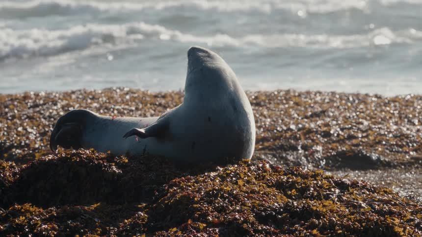 A sleepy harbor seal yawns and stretches while resting on a bed of seaweed along the ocean shore in slow motion