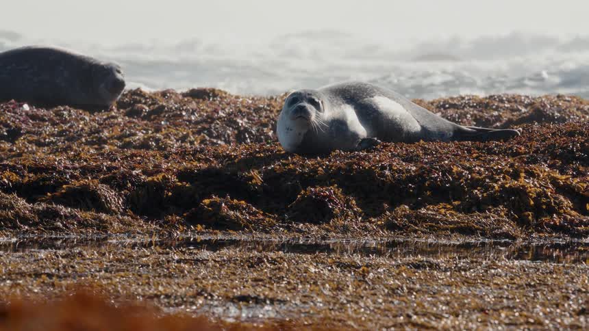 Two harbor seals sunbathing on a bed of seaweed on the coast with ocean waves in the background