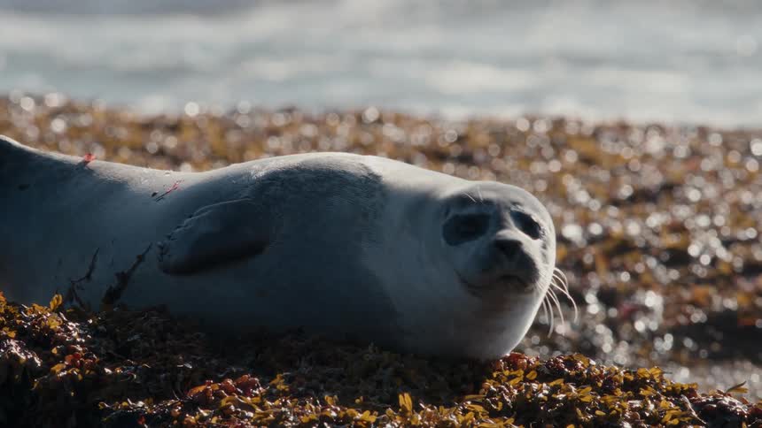 An adorable baby seal looks curiously at the camera before resting on a bed of seaweed at the ocean's edge on a sunny day
