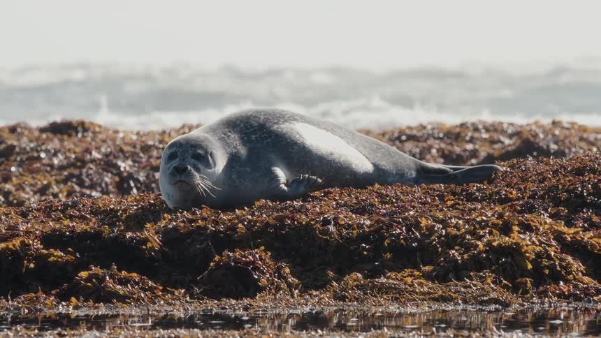 A single harbor seal sunbathes on a thick bed of seaweed as waves crash in the background