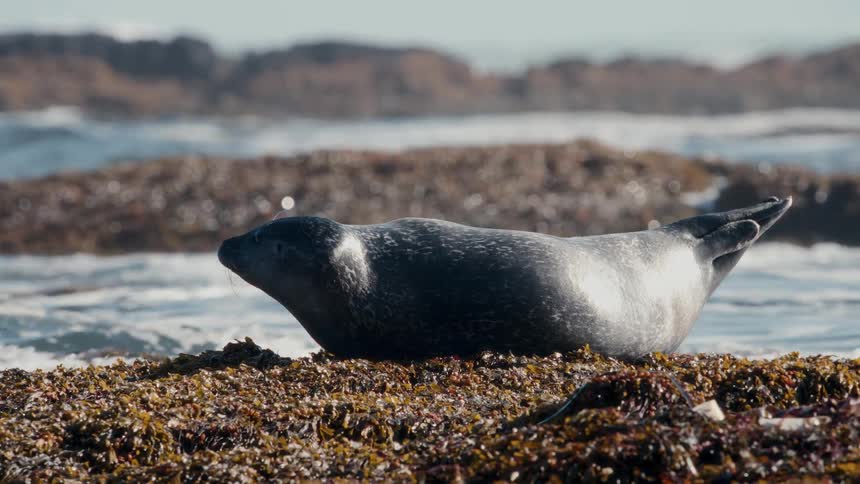 Close-up slow motion shot of a harbor seal yawning and relaxing on a rocky, seaweed-covered shore by the ocean