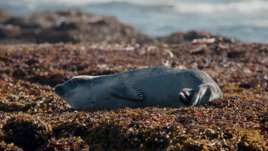 A sleepy harbor seal pup stretches languidly and yawns while sunbathing on a bed of seaweed on a rocky coastline