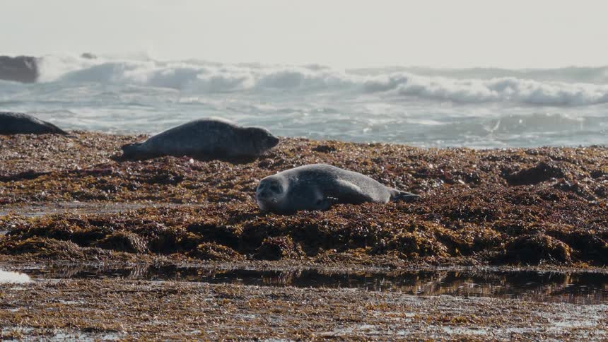 A couple of harbor seals lounge on a bed of kelp and seaweed as ocean waves crash in the background