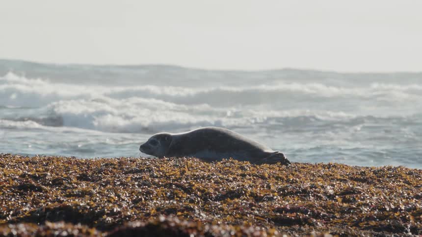 A lone baby harbor seal playfully wriggles and rests on a rocky, seaweed-covered shore with ocean waves in the background