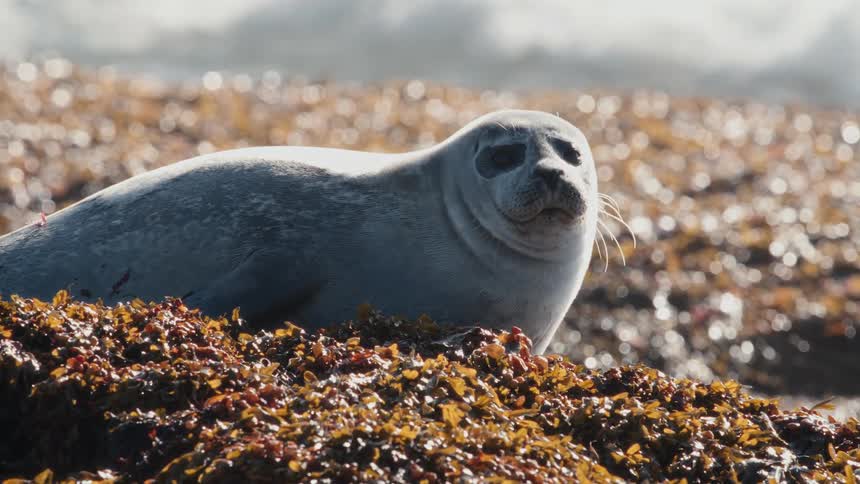 A relaxed harbor seal sunbathes on a bed of colorful seaweed on a sunny shoreline