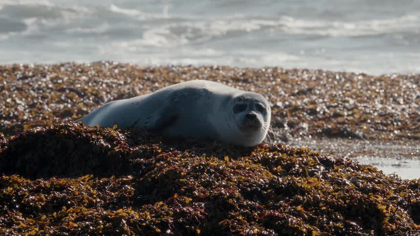 A young seal sunbathes on a bed of seaweed as it rests on the rocky shore with ocean waves crashing in the background