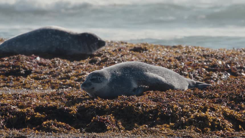 A sleepy harbor seal pup rests on a bed of seaweed on a rocky shore as waves crash in the background