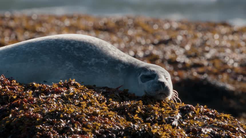 A cute seal sunbathes and rests its head on a bed of kelp along the rocky coast