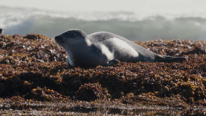 A single harbor seal rests peacefully on a bed of seaweed along the rocky coastline as gentle waves roll in behind it