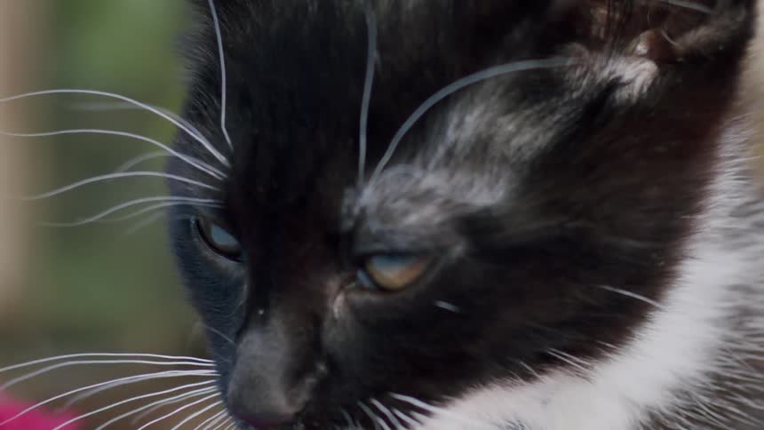 An extreme close-up in super slow motion shows a tiny black and white kitten meticulously grooming its paw