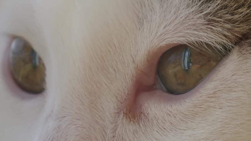 Extreme close-up macro shot of a domestic cat's detailed hazel eyes as it looks intently forward