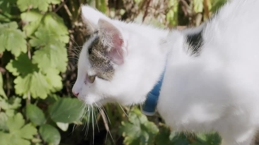 Slow motion close up shot of a small white kitten with a blue collar walking through some lush green foliage