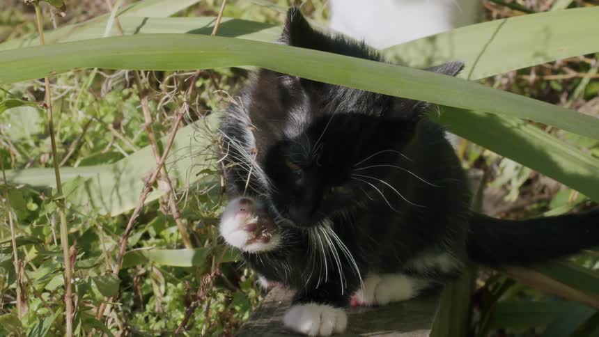 A black and white kitten grooms itself by licking its paw in slow motion while sitting on a wooden plank in a lush garden