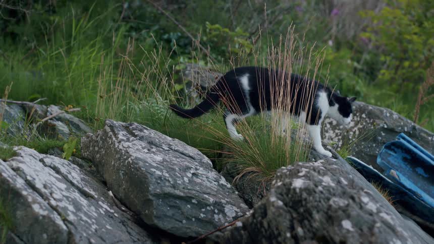A black and white cat carefully stalks through tall grass and over rocks in slow motion