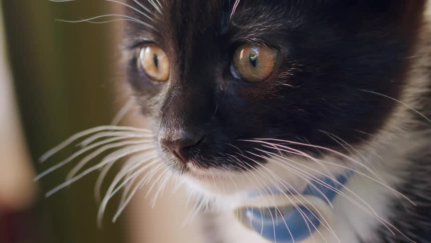 Close-up cinematic shot of an adorable black and white kitten's face as it looks off-camera