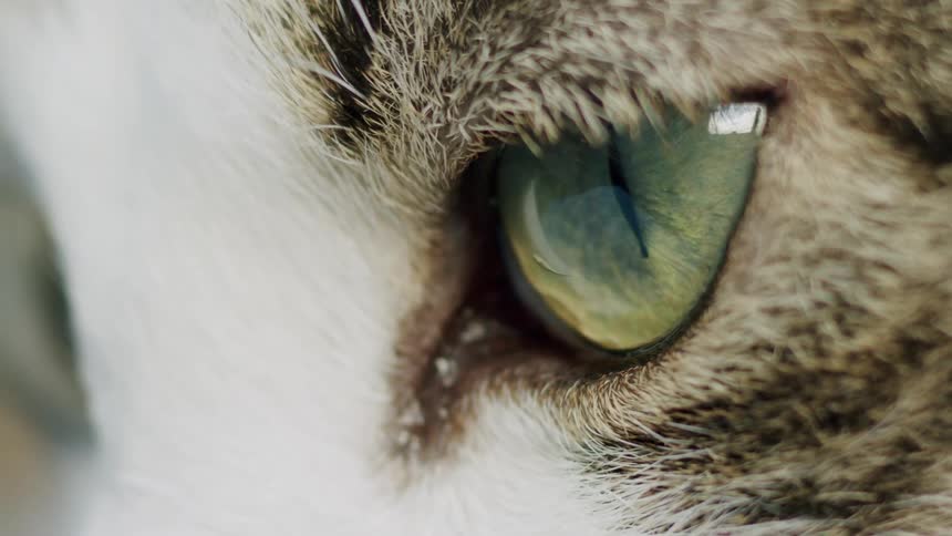 An extreme macro shot of a beautiful green cat's eye, with the pupil contracting and dilating subtly