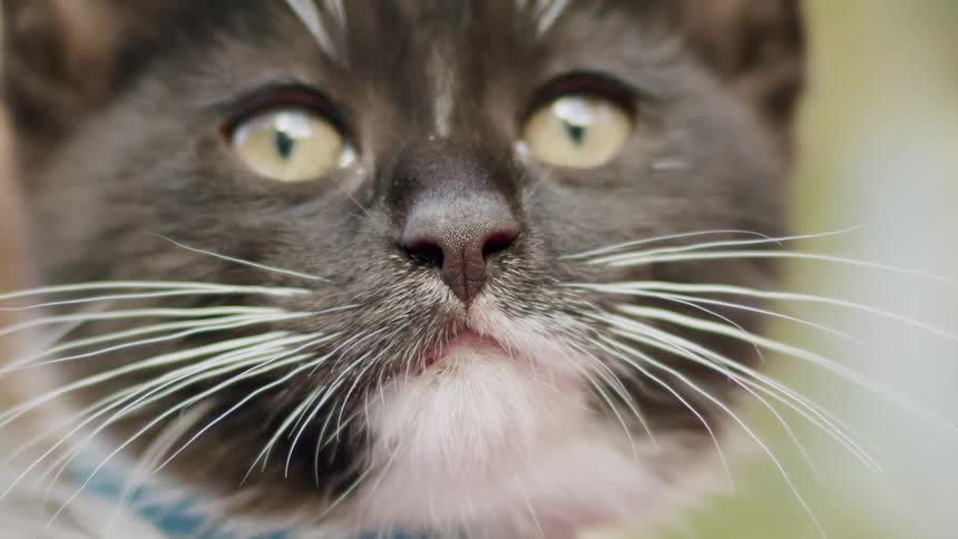 An extreme slow-motion close-up captures a cute tuxedo kitten with a blue collar licking its mouth and nose