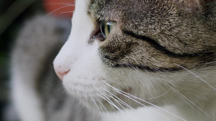An extreme close-up profile of a beautiful tabby and white cat looking off-camera