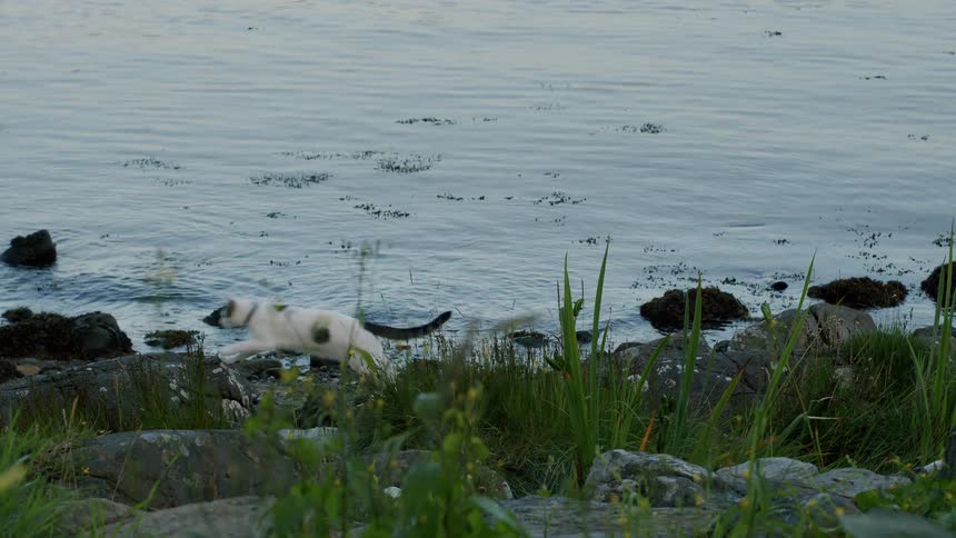 A curious black and white cat with a collar plays and hunts along a rocky shoreline next to the calm water