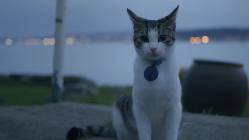 A curious cat wearing a blue collar sits on a patio overlooking the water and city lights at dusk before walking away
