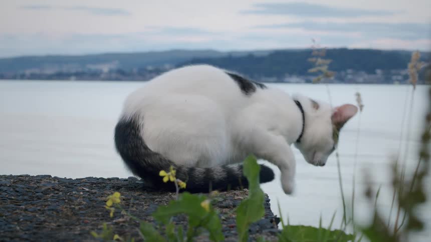 A beautiful white and grey cat with a collar sits patiently on a stone wall overlooking a calm lake, then carefully climbs down and walks away