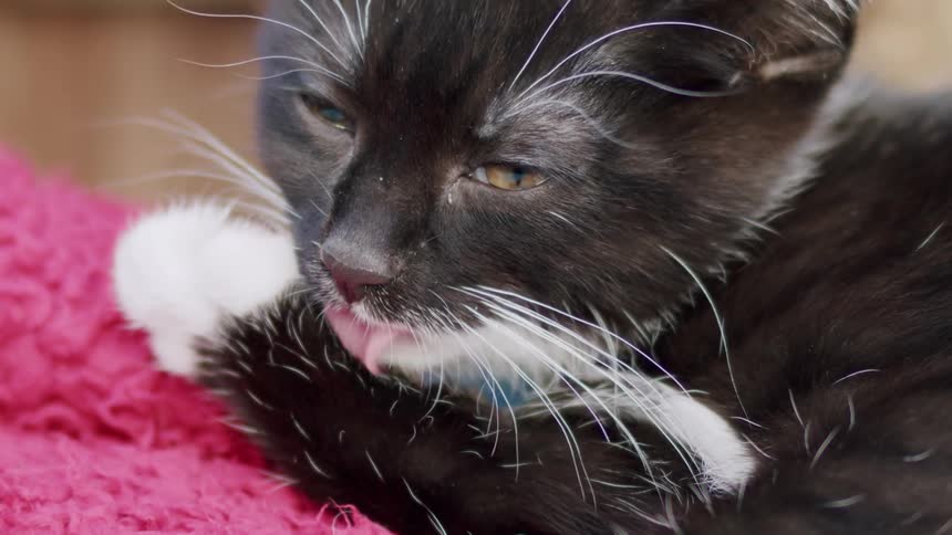 An adorable black and white kitten with long whiskers grooms its paws while resting on a soft pink blanket in slow motion