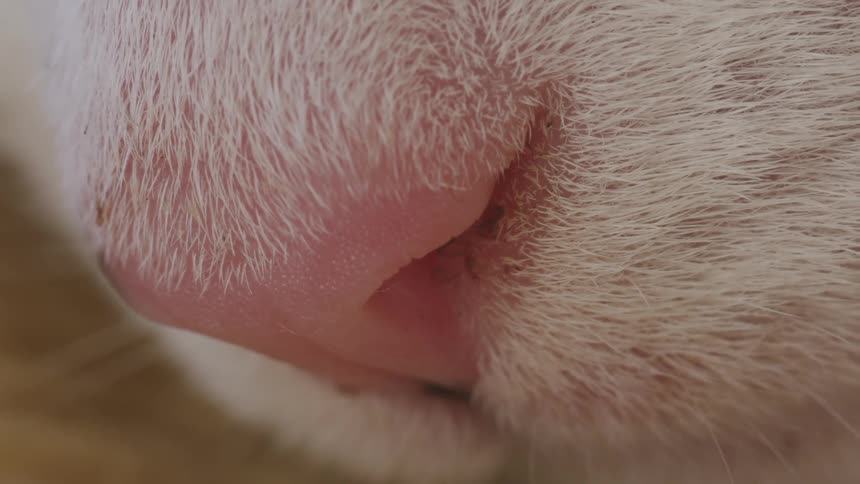 A macro close-up of a domestic cat's pink nose twitching as it breathes
