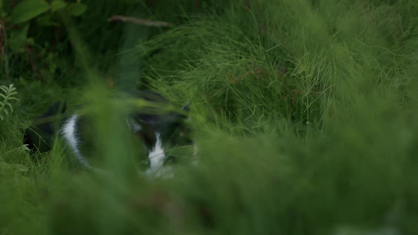A curious black and white cat sits alertly in tall, lush green grass before slowly stalking forward