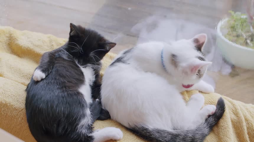 Two adorable black and white kittens groom themselves while resting side-by-side on a cozy yellow towel