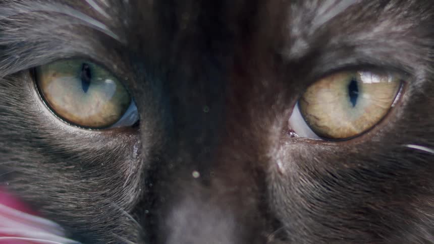 An extreme close-up macro shot of a black cat's intense and mesmerizing yellow-green eyes