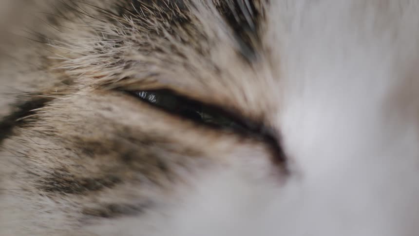 An extreme macro shot shows the beautiful green eye of a tabby cat slowly closing as it falls asleep