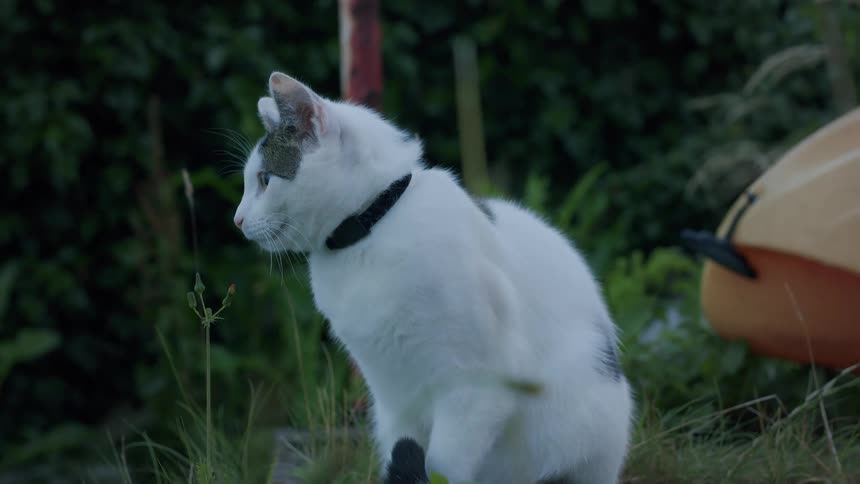 A white cat with black spots and beautiful green eyes sits in the grass and scratches an itch in slow motion
