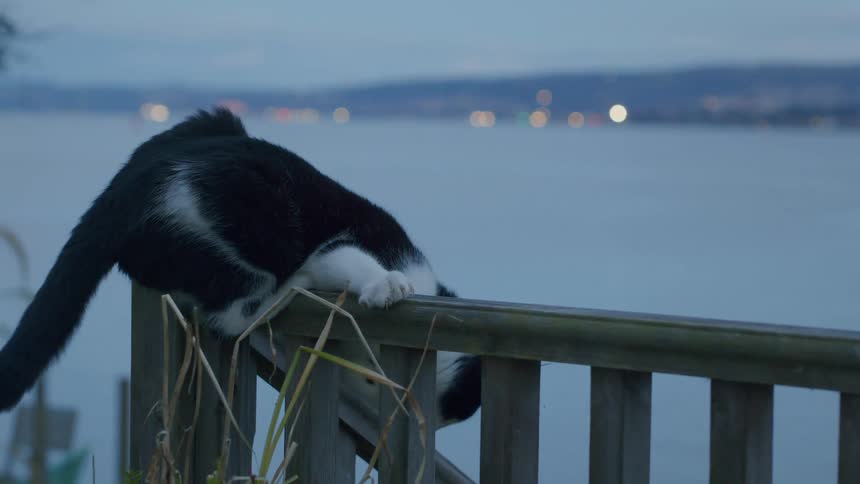 A curious black and white cat playfully peeks through a wooden railing by the water at dusk before getting startled